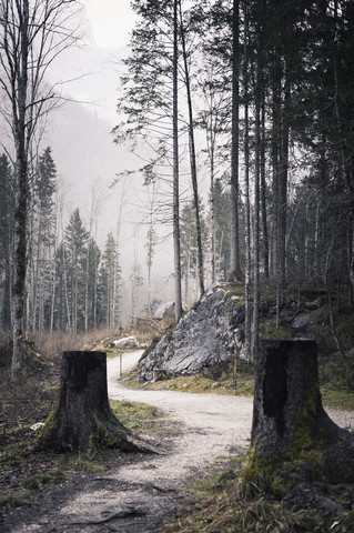 Germany, Bavaria, Ramsau, forest path stock photo
