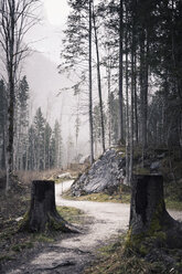 Germany, Bavaria, Ramsau, forest path - MJF001443