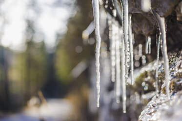 Icicles in sunlight - MJF001457