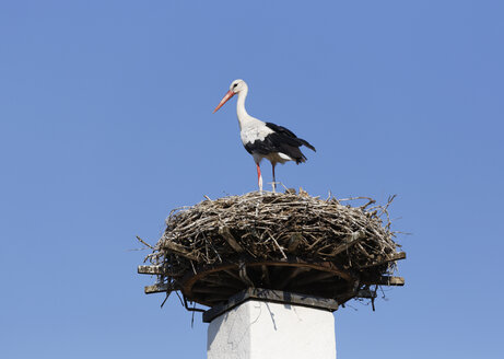 Österreich, Burgenland, Apetlon, Weißstorch, Ciconia ciconia, stehend auf Nest - SIEF006346