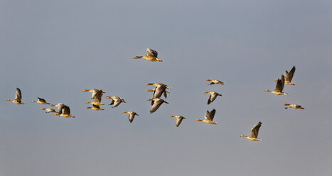 Österreich, Burgenland, Graugänse, Anser anser, Fliegen - SIEF006347