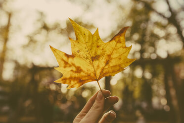 Finger einer Frau hält Herbstblatt - MFF001356