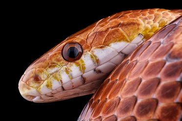 Porträt der Kornnatter, Pantherophis guttatus, vor schwarzem Hintergrund - MJOF000920