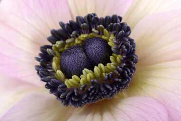 Detail einer Anemone, Hahnenfußgewächse (Ranunculaceae) - MJOF000921