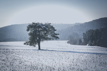 Deutschland, Landkreis Kaiserslautern, Pfälzerwald, Winterlandschaft bei Trippstadt - LVF002542