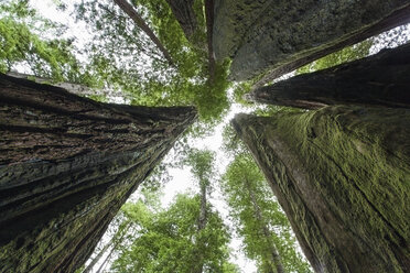 USA, Kalifornien, Redwood-Nationalpark, Sequoia-Bäume - NNF000153