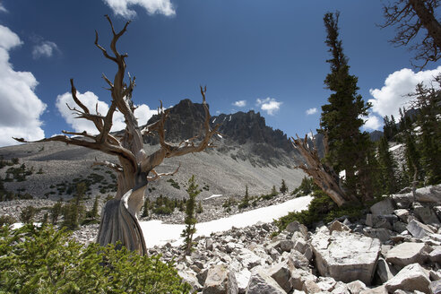 USA, Nevada, Great Basin National Park, Borstenkiefer - NNF000157