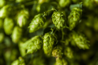 Germany, Bavaria, Hop, Humulus lupulus - TCF004530