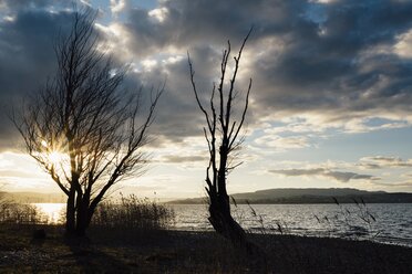 Deutschland, Baden-Württemberg, Landkreis Konstanz, Baumsilhouetten am Seeufer der Insel Reichenau - ELF001438