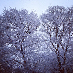 Germany, Kaiserslautern, trees in winter - LVF002555