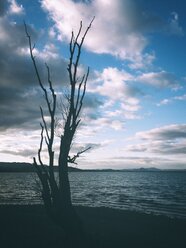 Deutschland, Bodensee, Reichenau, Baum am Seeufer - ELF001439