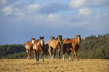 USA, Wyoming, running feral horses - RUEF001377