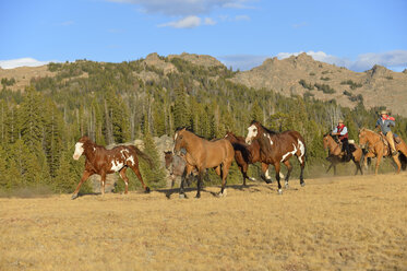 USA, Wyoming, Cowboy und Cowgirl hüten Pferde in der Wildnis - RUEF001417