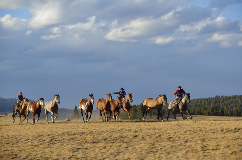 USA, Wyoming, Cowboys und Cowgirl hüten Pferde in der Wildnis, lizenzfreies Stockfoto