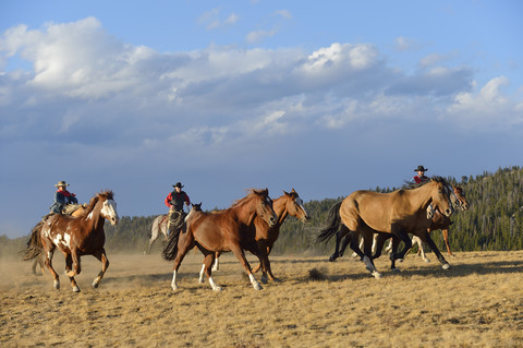 USA, Wyoming, Cowboys und Cowgirl hüten Pferde in der Wildnis, lizenzfreies Stockfoto