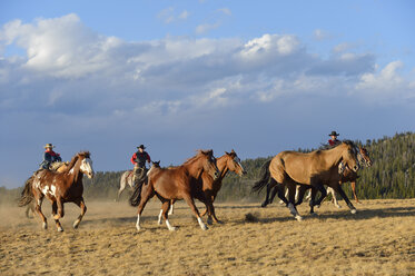 USA, Wyoming, Cowboys und Cowgirl hüten Pferde in der Wildnis - RUEF001383