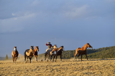 USA, Wyoming, reitender Cowboy mit Lasso, der Pferde in der Wildnis hütet - RUEF001394