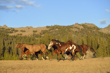 USA, Wyoming, running feral horses - RUEF001395