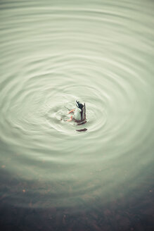Ente mit dem Kopf voran im Wasser - KRPF001210