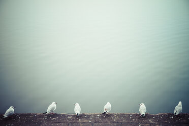 Row of six seagulls in front of water - KRPF001169