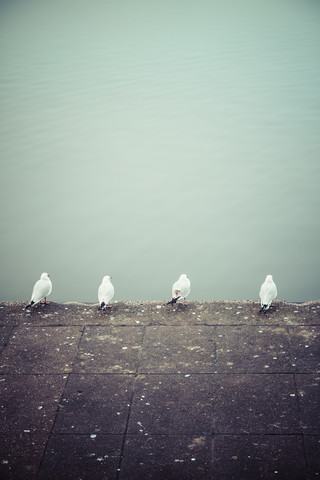 Reihe von vier Möwen vor dem Wasser, lizenzfreies Stockfoto