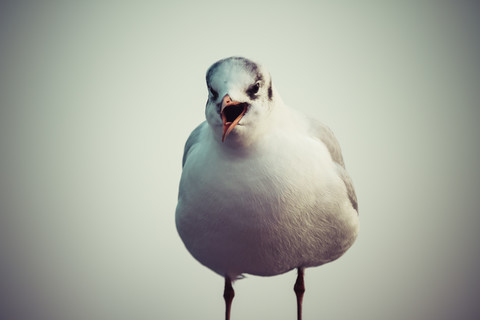 Deutschland, Schreiende Möwe, lizenzfreies Stockfoto