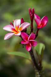 Mauritius, rosa Frangipaniblüte - JUNF000165