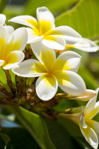 Mauritius, Frangipaniblüte, lizenzfreies Stockfoto