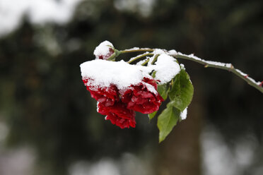 Deutschland, Rosen im Winter - JTF000609