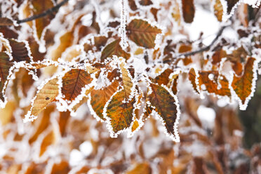 Germany, autum leaves in winter - JTF000610