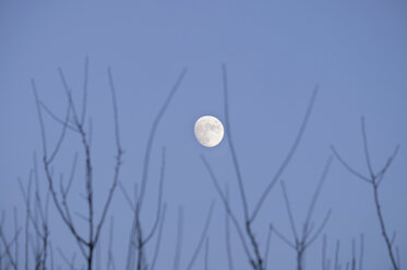 Bare twigs and moon in the sky - HL000837