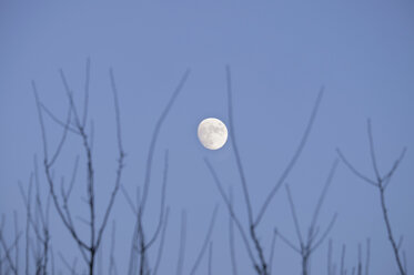 Kahle Zweige und Mond am Himmel - HL000837