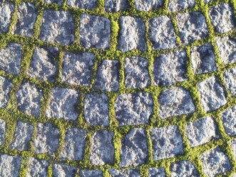 Cobblestone pavement with moss - ELF001462