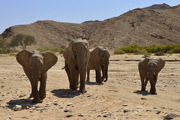 Namibia, Kunene-Provinz, Kaokoland, vier afrikanische Elefanten in der Namib-Wüste - ESF001508