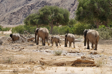 Namibia, Kunene-Provinz, Kaokoland, fünf afrikanische Elefanten in der Namib-Wüste - ESF001509