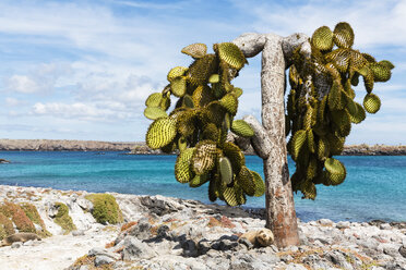 Ecuador, Galapagos Inseln, Plaza Sur, Galapagos Seelöwe schlafend neben Opuntia echios - FOF007291