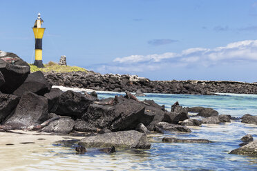 Ecuador, Galapagos Islands, Espanola, coast with Galapagos sea lion and marine iguanas - FOF007330