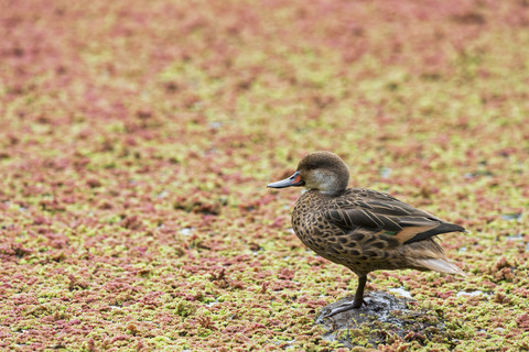 Ecuador, Galapagos-Inseln, Santa Cruz, Weißwangen-Spitzschwanz, lizenzfreies Stockfoto