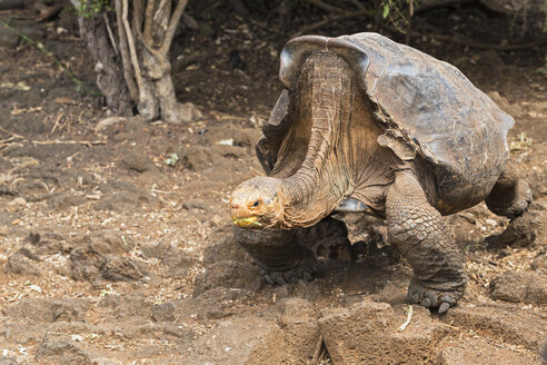 Ecuador, Galapagos-Inseln, Espanola, Galapagos-Riesenschildkröte - FOF007306