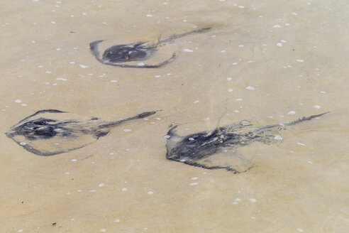 Ecuador, Galapagos-Inseln, Floreana, Diamantstechrochen im flachen Wasser - FOF007317