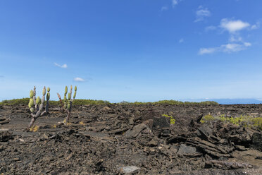 Ecuador, Galapagos-Inseln, Isabela, Kaktus Jasminocereus thouarsii auf Lavafeld - FOF007326