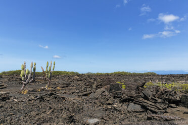 Ecuador, Galapagos Islands, Isabela, cactus Jasminocereus thouarsii on lava field - FOF007326