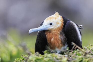 Ecuador, Galapagos-Inseln, Genovesa, junger Fregattvogel im Nest - FOF007332