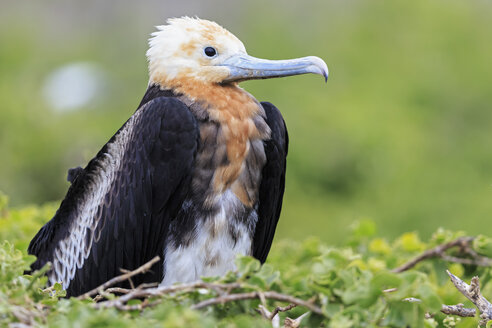 Ecuador, Galapagos-Inseln, Genovesa, junger Fregattvogel im Nest - FOF007333