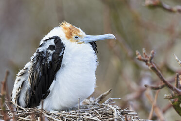 Ecuador, Galapagos-Inseln, Genovesa, junger Fregattvogel im Nest - FOF007334