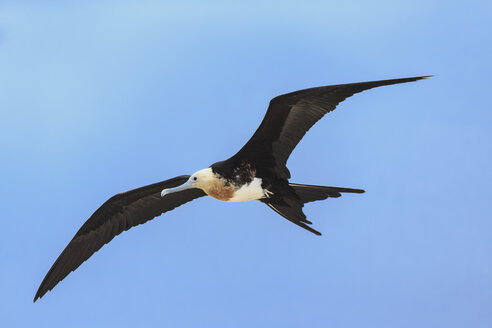 Ecuador, Galapagos-Inseln, Genovesa, Fliegender Fregattvogel - FOF007335