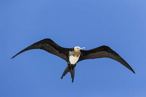 Ecuador, Galapagos Inseln, Genovesa, fliegender Fregattvogel vor blauem Himmel - FOF007336