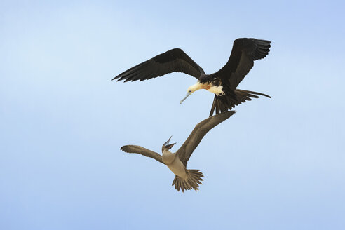 Ecuador, Galapagos-Inseln, Genovesa, fliegender Fregattvogel und streitender Nazca-Tölpel - FOF007337