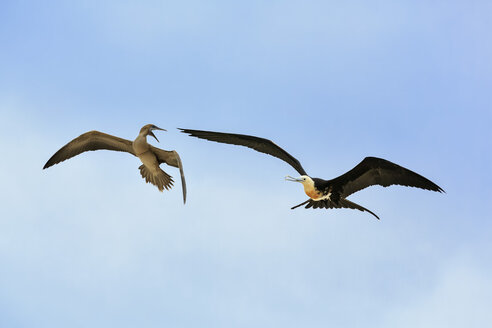 Ecuador, Galapagos-Inseln, Genovesa, fliegender Fregattvogel und streitender Nazca-Tölpel - FOF007338