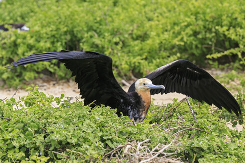 Ecuador, Galapagos-Inseln, Genovesa, junger Fregattvogel beim Ausbreiten der Flügel - FOF007339